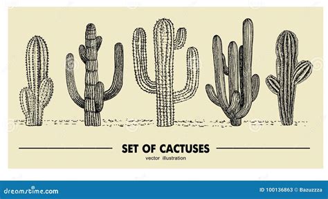 Sistema Del Vector Del Cactus Dibujado Mano Ejemplo Del Bosquejo