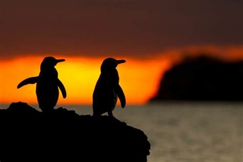 How Do Penguins Sleep? [A Look Inside a Penguin's Sleeping Habits