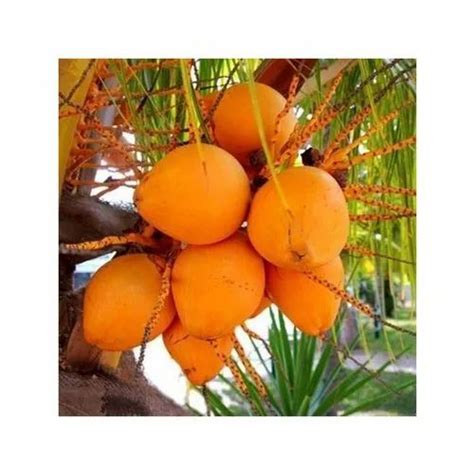 grade fresh yellow coconut packaging size  kg coconut size