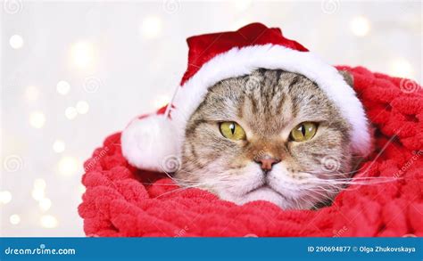 Gato Con Sombrero De Santa En Un Fondo Con Luces De Navidad Almacen De