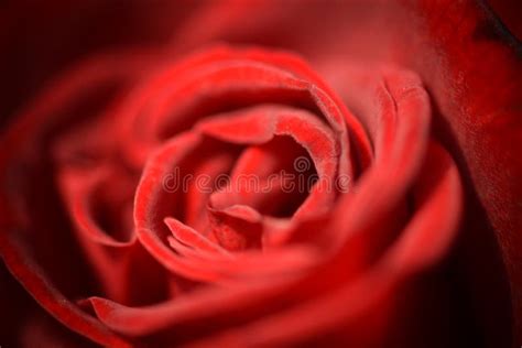 beautiful red roase flower background stock image image  wallpaper