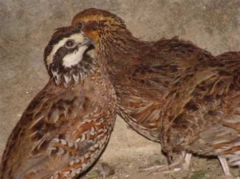 Green Embreld Peacock for sale... 03335131648: Bob White Quails for