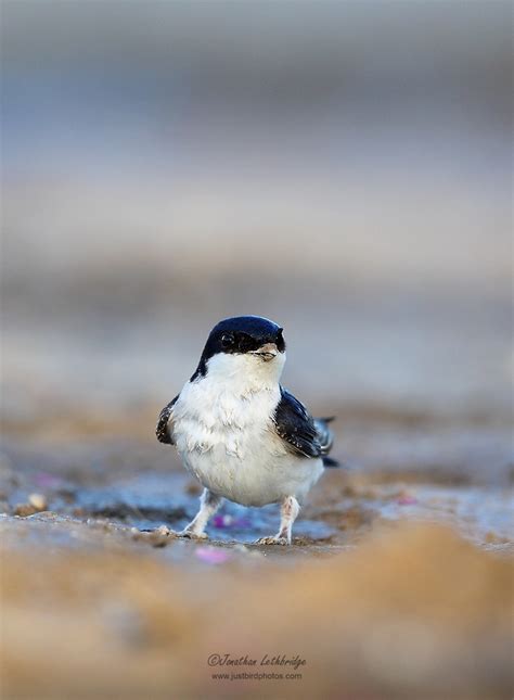 JUST BIRD PHOTOS | House Martins