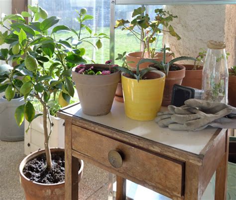 How to Grow a Dwarf Lemon Tree Indoors