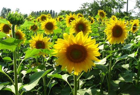 Sunflower Cultivation Information Guide | Asia Farming