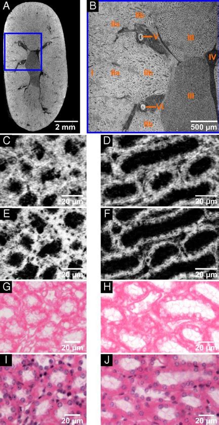 Three Dimensional Virtual Histology Enabled Through Cytoplasm Specific