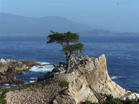 Carmel Cali The Lone Cypress