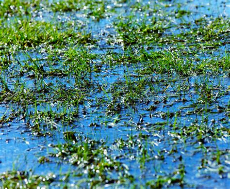 Flooded Turf Gardeners Guild SF Bay Area Full Service Landscaping