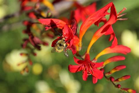 Uma Abelha Que Poliniza Um Tipo Vermelho Flor Do Jarro Foto De Stock