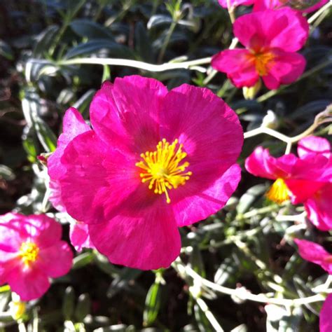 Helianthemum Nummularium Belgravia Rose From Nvk Nurseries