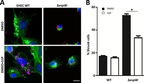 Rac1 activation prevents cell shrinkage. (A) Immunofluorescence ...