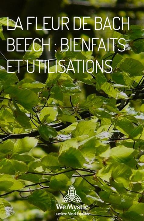 La Fleur De Bach Beech Bienfaits Et Utilisations Wemystic France En