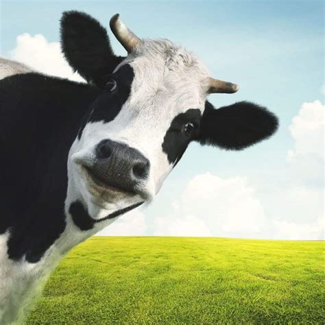 101 A-moos-ing Cow Puns and Jokes to Boost Your Moo-d - Box of Puns