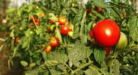 Солероссо F1 томат. Описание сорта, фото, отзывы, характеристика