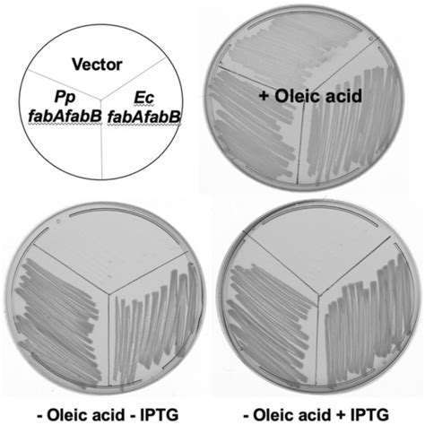 Complementation Of The P Putida F1 FabA DesA Strain Growth Of