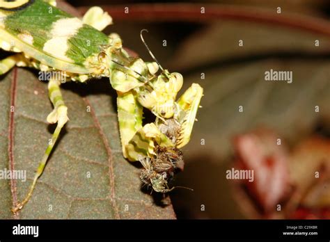 A Praying Mantis Spiny Flower Mantis Pseudocreobotra Wahlbergii