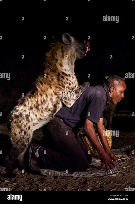 The Hyena Man Of Harar And Tourist Feed Raw Meat To Wild Hyenas, Harar, Ethiopia Stock Photo - Alamy