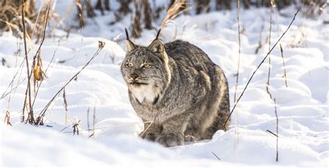 Yukon Wildlife Preserve – Salut Canada