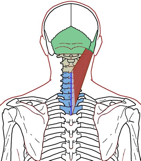 Splenius Capitis - Functional Anatomy - Integrative Works