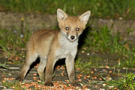 Pretty Brings a Cub to Visit | Everything is Permuted