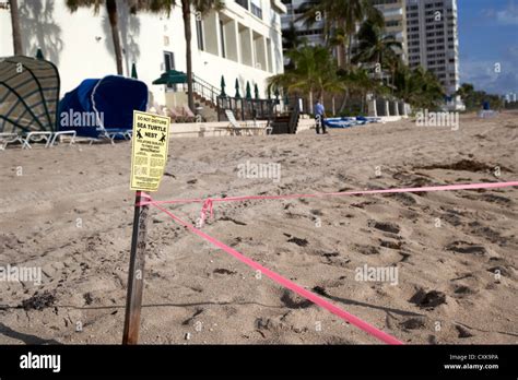 Protected Sea Turtle Nest Hi Res Stock Photography And Images Alamy