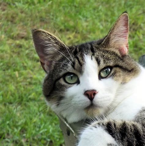 Collection 97 Images Grey And White Anthropomorphic Domestic Short Haired Mute Tuxedo Cat Full