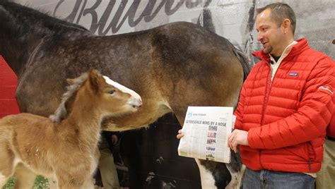 Baby Clydesdale Horses