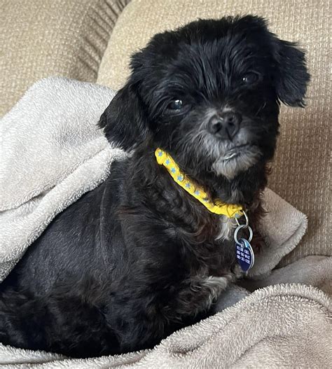 Available Rescues - Small Breed Rescue of East Tennessee