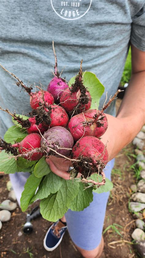 Our first radish harvest! : r/vegetablegardening
