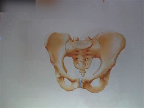 coxal diagram quizlet