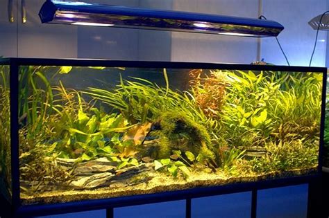 Лампа для аквариума: подбираем правильное освещение и режим светового дня