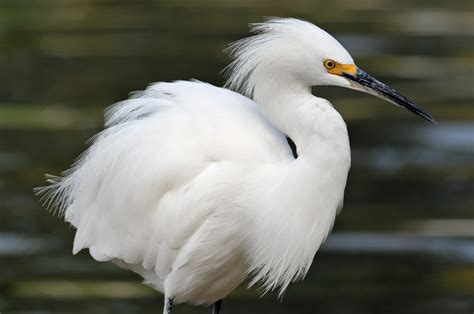 Wildlife Snowy Egret Bird Wallpaper 2013