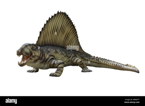 Portrait Of Dimetrodon Isolated On White Backgroundtriceratops Is An