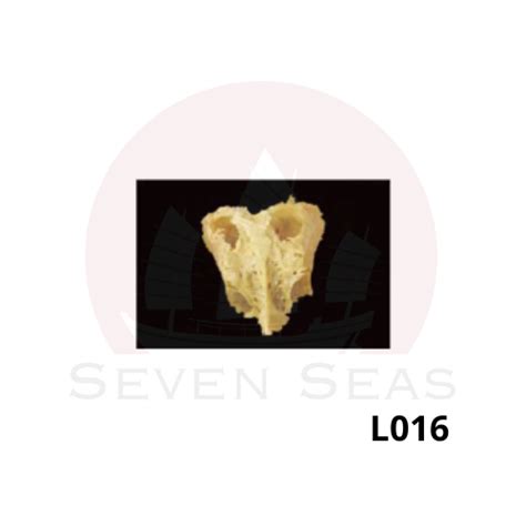 L016 Ethmoid Bone Seven Seas