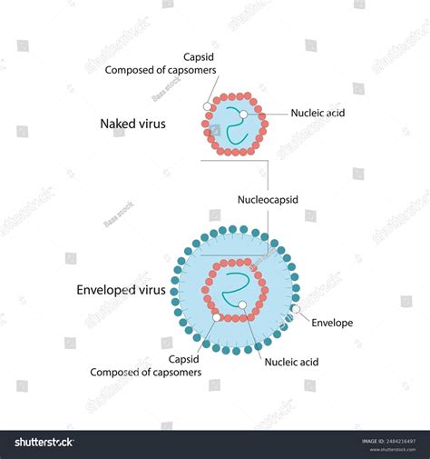 Diagram Virus Structure Naked Enveloped Virus Stock Vector Royalty Free Shutterstock