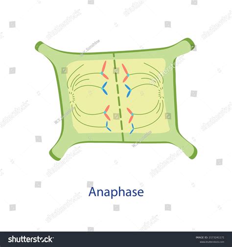 Education Diagram Anaphase Stages Process That Stock Illustration ...