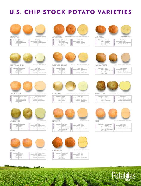 Chipping Potatoes Potatoes International