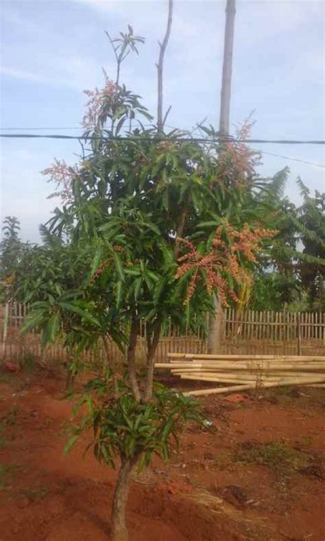 Dijual Murah BU Kebun Mangga Gincu Dekat Wisata Jatigede Wado Sumedang