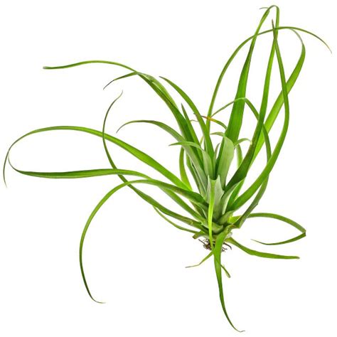 Tillandsia Flabellata Aquasabi Aquarium Shop