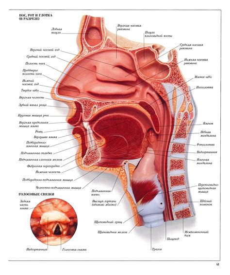 НАГЛЯДНЫЙ СЛОВАРЬ - ЧЕЛОВЕК