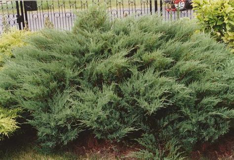 Можжевельник посадка и уход Виды и сорта с описаниями и фото ...