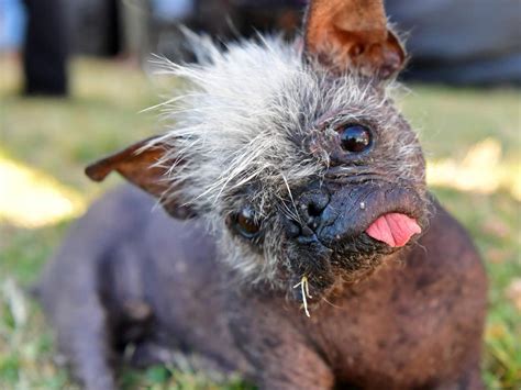 sas ugliest dog competition winner  advertiser  courier mail