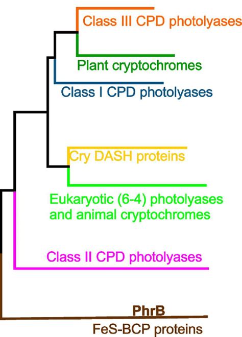 Phylogenetic Tree With Different Classes Of The Cryptochrome Photolyase