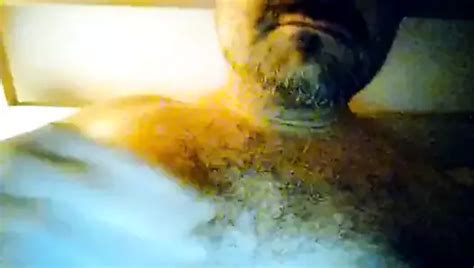 Kocalos Playing My Cock Gay Porn Xhamster