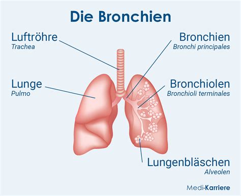 Bronchien: Aufbau und Funktion | Medi-Karriere