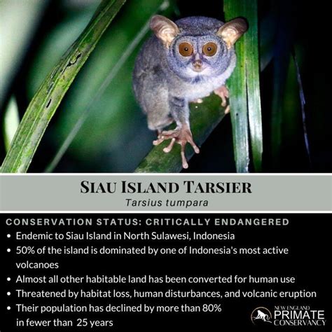 Siau Island Tarsier Tarsius Tumpara New England Primate Conservancy