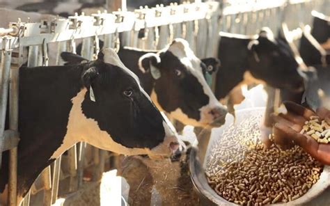 How to Make Dairy Cow Feed Pellets/Feed Pellet Formula