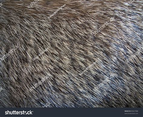monkey fur images stock  vectors shutterstock