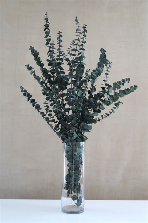 Preserved Eucalyptus Bush Dried Flowers 24 to 30 Tall - Etsy