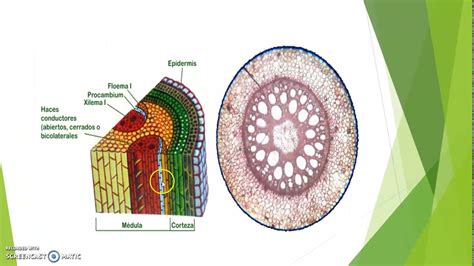 Histolog A Vegetal Youtube